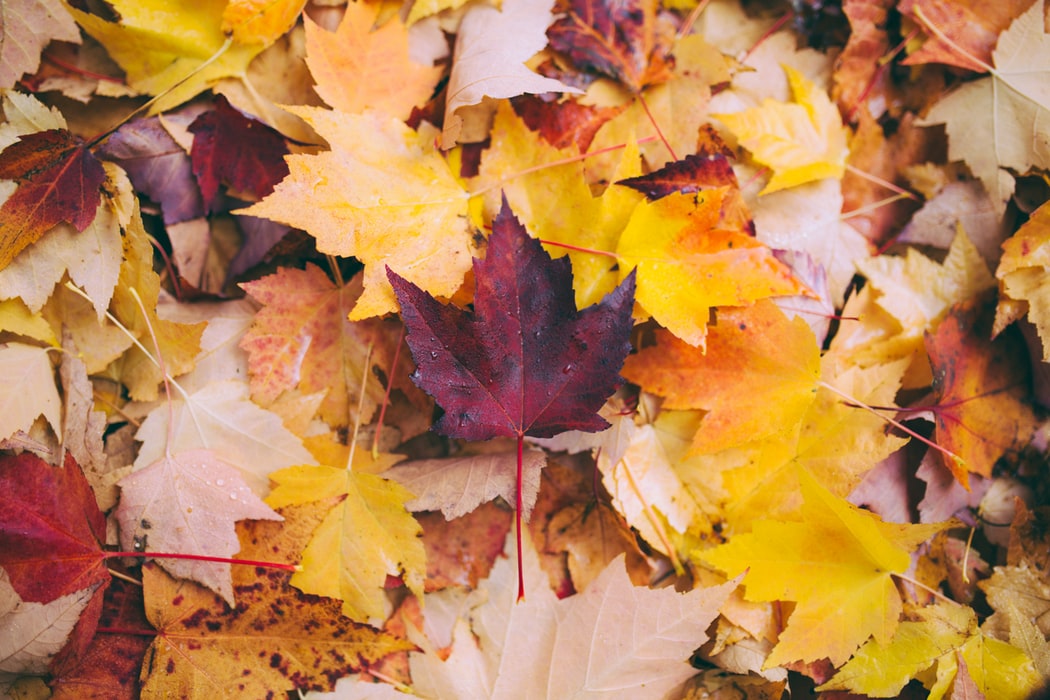 Automne_jardin La Fourmilière