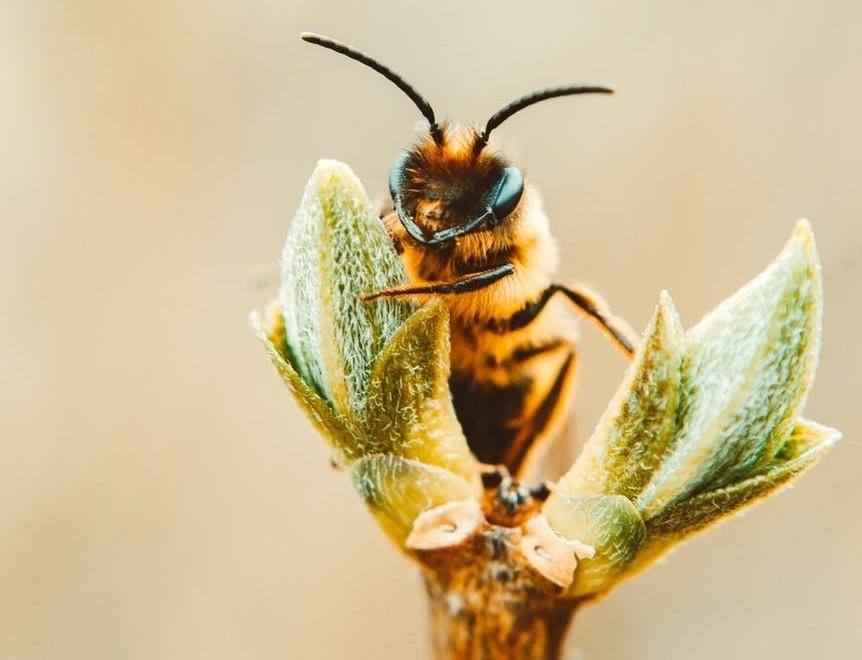 Abeille La Fourmilière