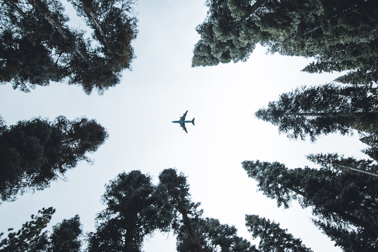 Avion_arbres La Fourmilière