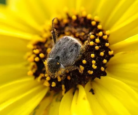 Fleur La Fourmilière