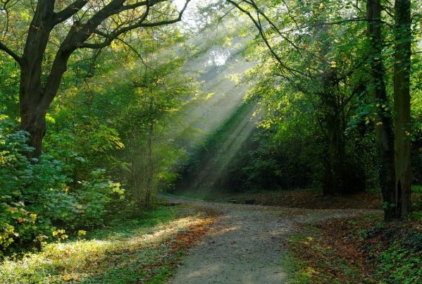 Foret La Fourmilière