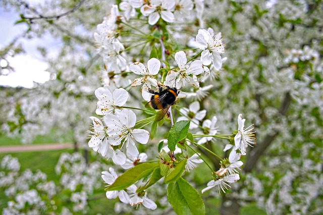 Hummel-3082692_640 La Fourmilière