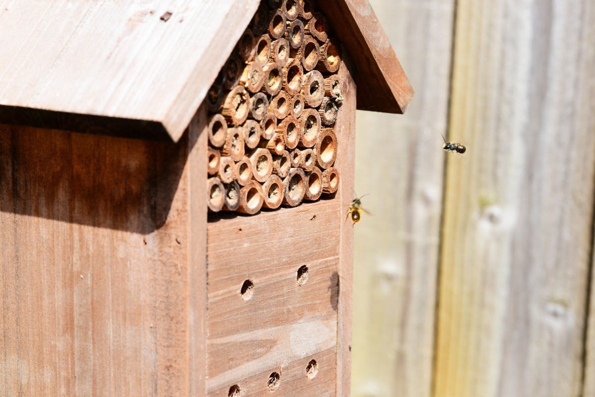 Maison_insectes La Fourmilière