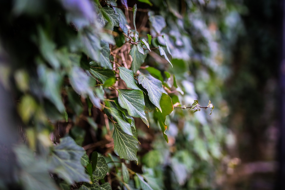 Mur_de_plante La Fourmilière