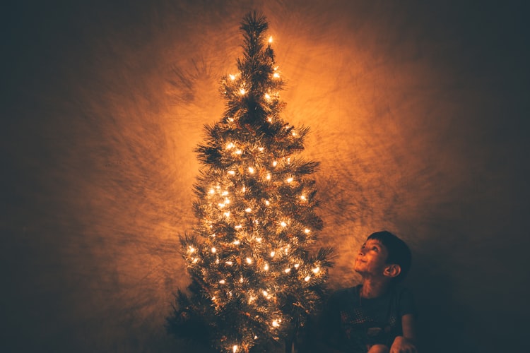 Sapin La Fourmilière