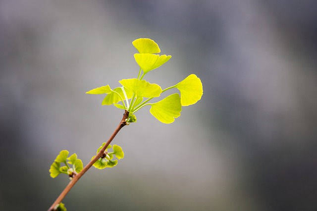 Spring-leaves-3324535_640 La Fourmilière