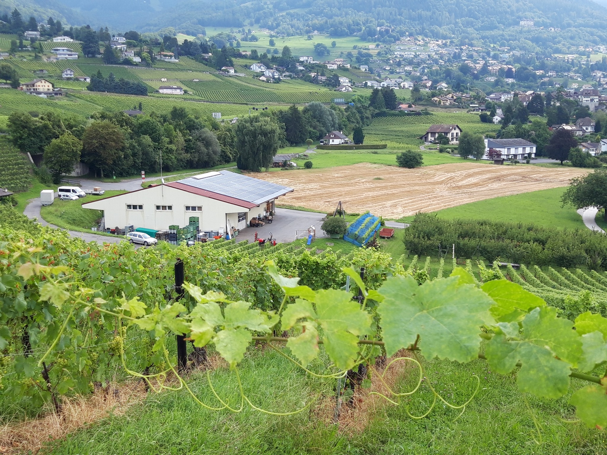 Fruitsbuhlmann La Fourmilière