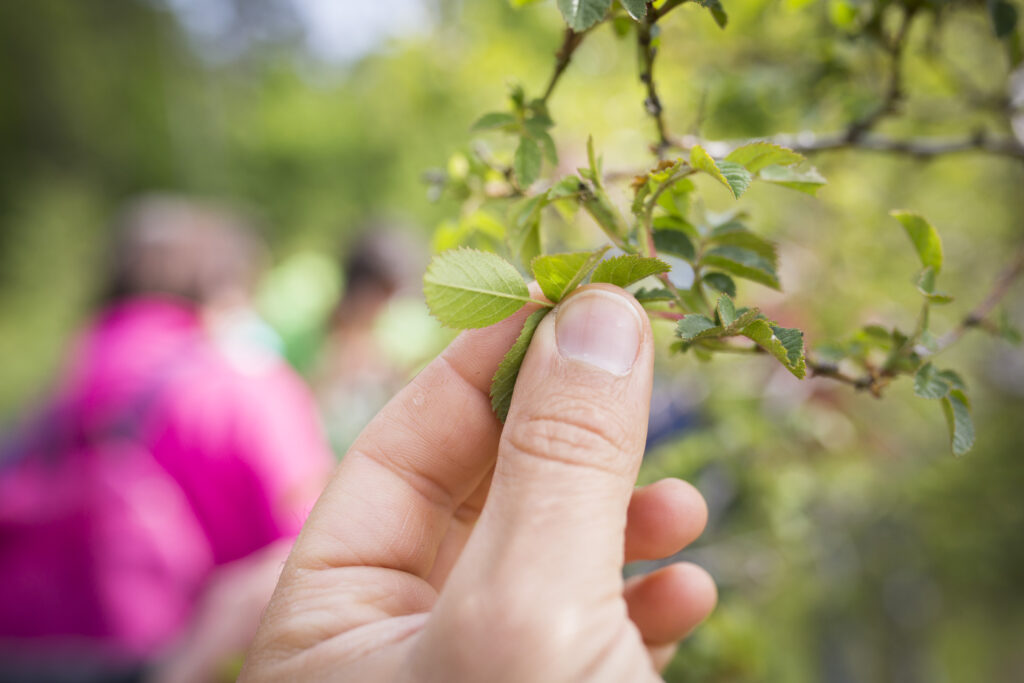 Fête De La Nature 2019 La Fourmilière