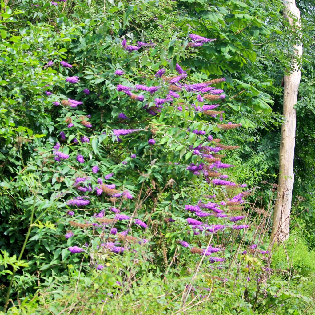 Action citoyenne – lutte contre les plantes exotiques envahissantes