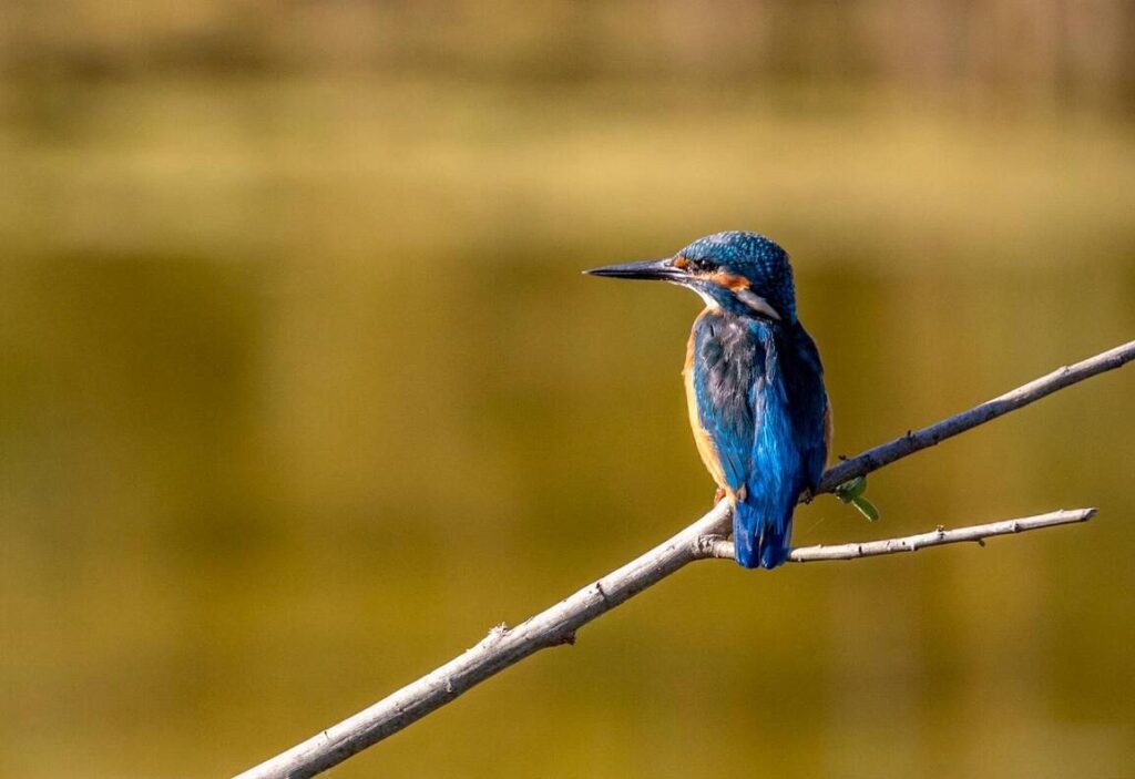 Oiseaux d’eau, des marais et des forêts des Grangettes