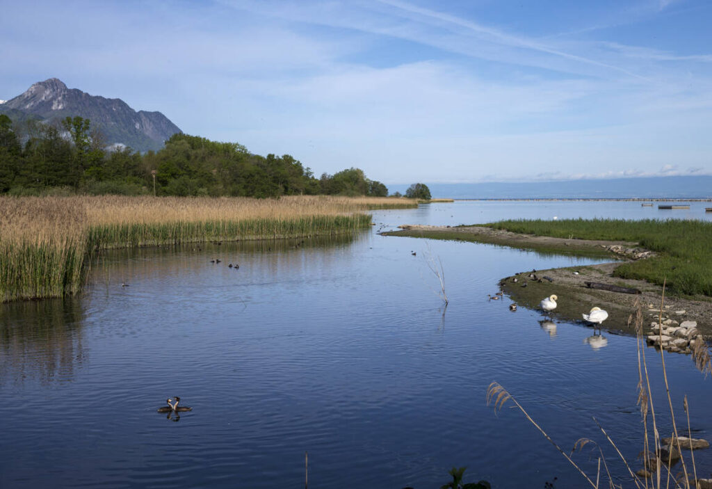 Visite découverte de la réserve naturelle des Grangettes