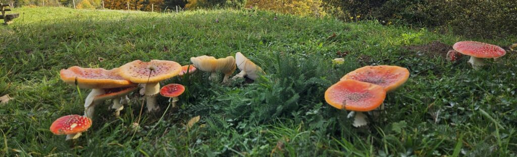 Comprendre les champignons, tout un spore !