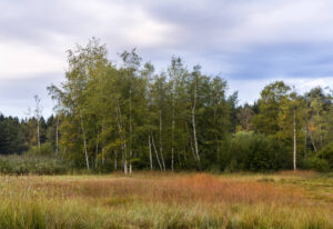 Réserve Naturelle De La Rogivue La Fourmilière