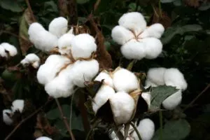 Coton La Fourmilière