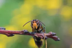 Frelon La Fourmilière