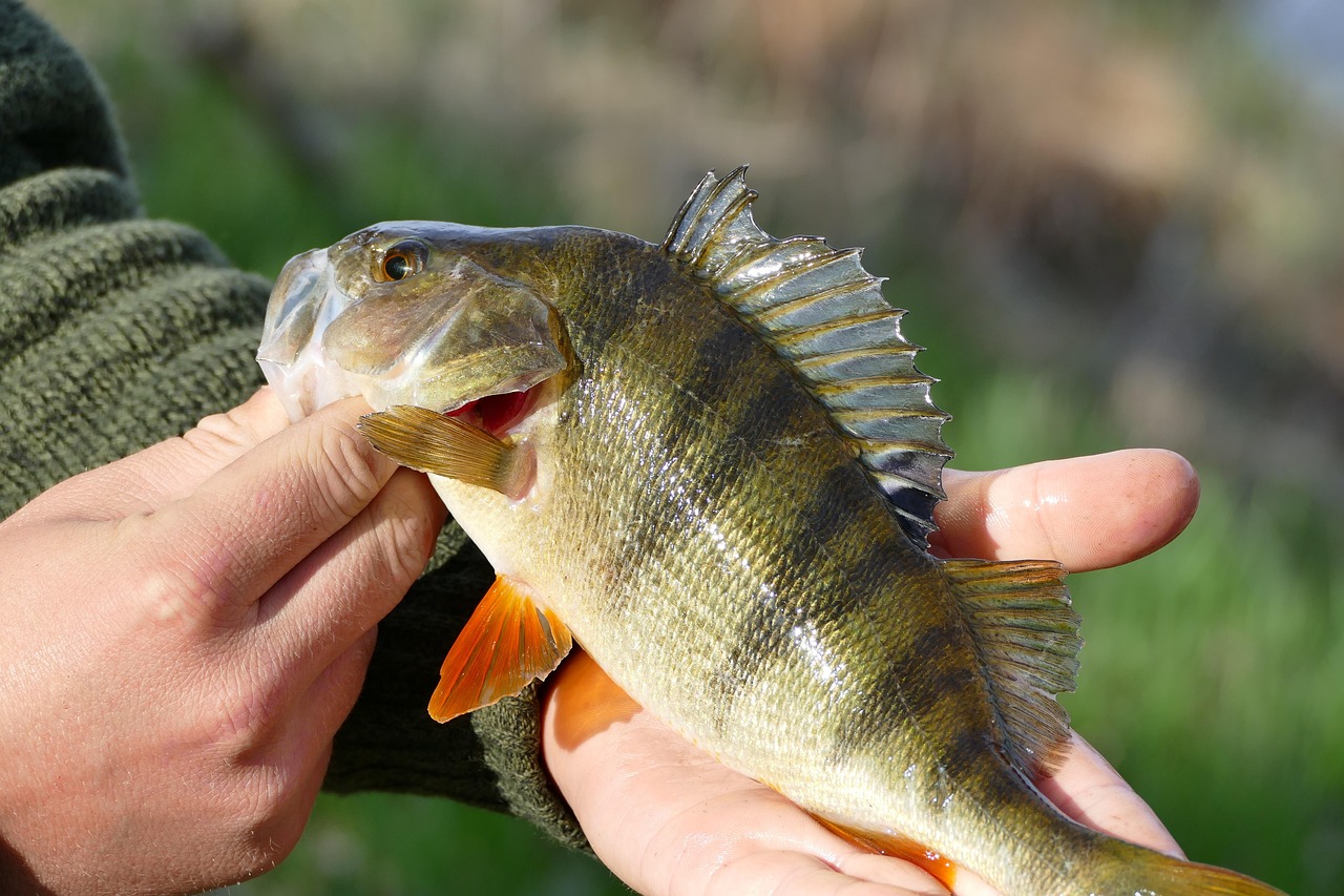 Pêche La Fourmilière