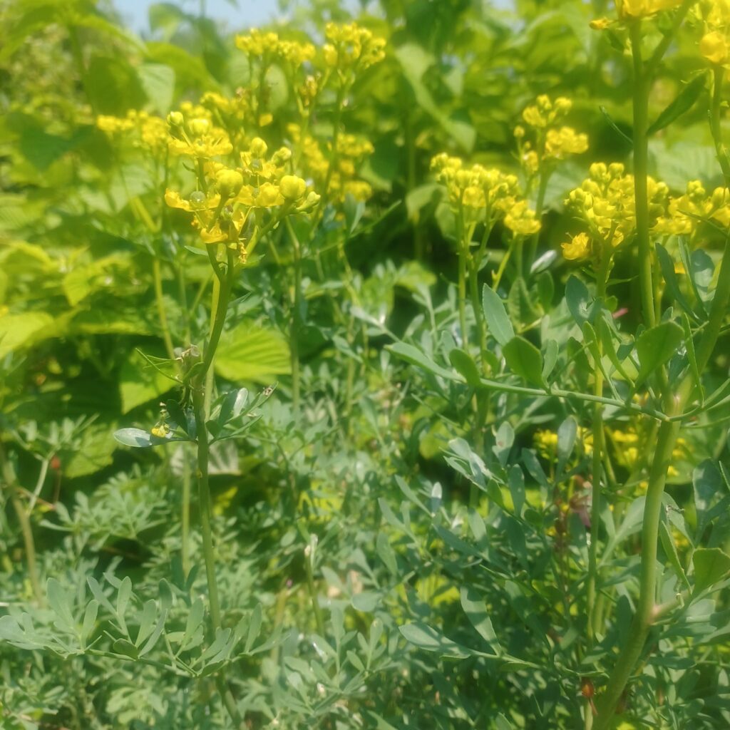 Rue-fetide-en-fleurs-juin-2025.jpg La Fourmilière