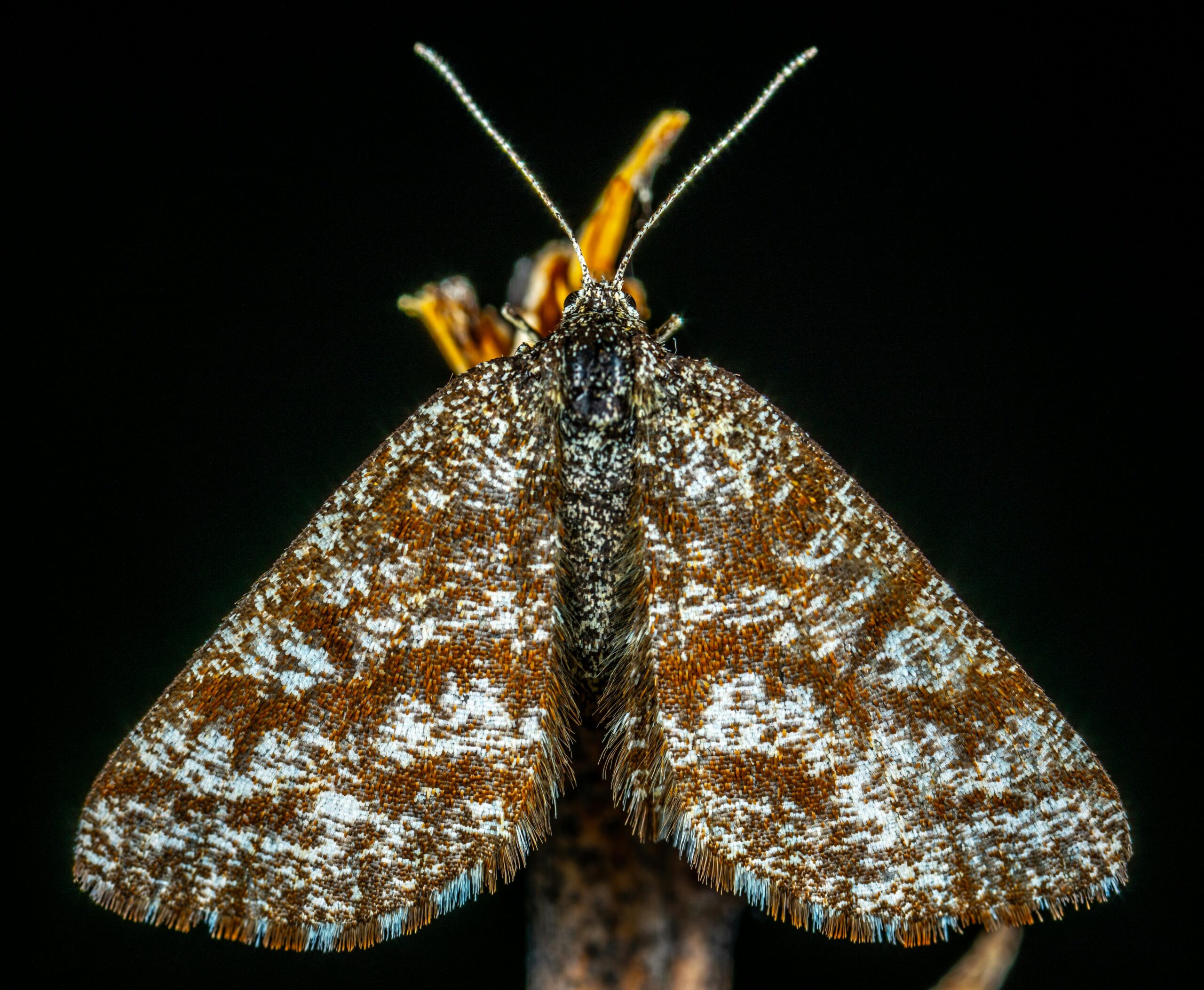 Pexels-ekamelev-1149695 La Fourmilière