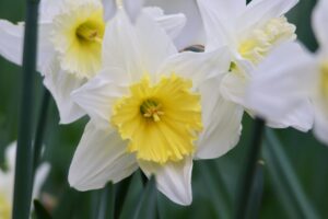Nennieinszweidrei-daffodils-8664280 La Fourmilière