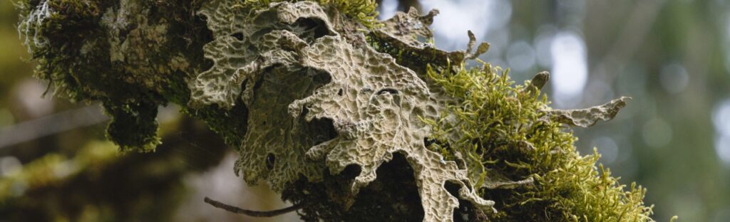 Les lichens, fascinants et discrets