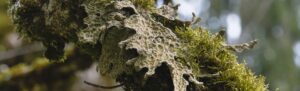 Lichens-4904x1494-2560x780 La Fourmilière
