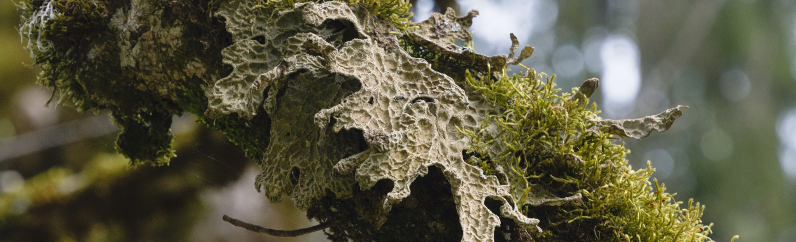 Lichens-4904x1494-2560x780 La Fourmilière