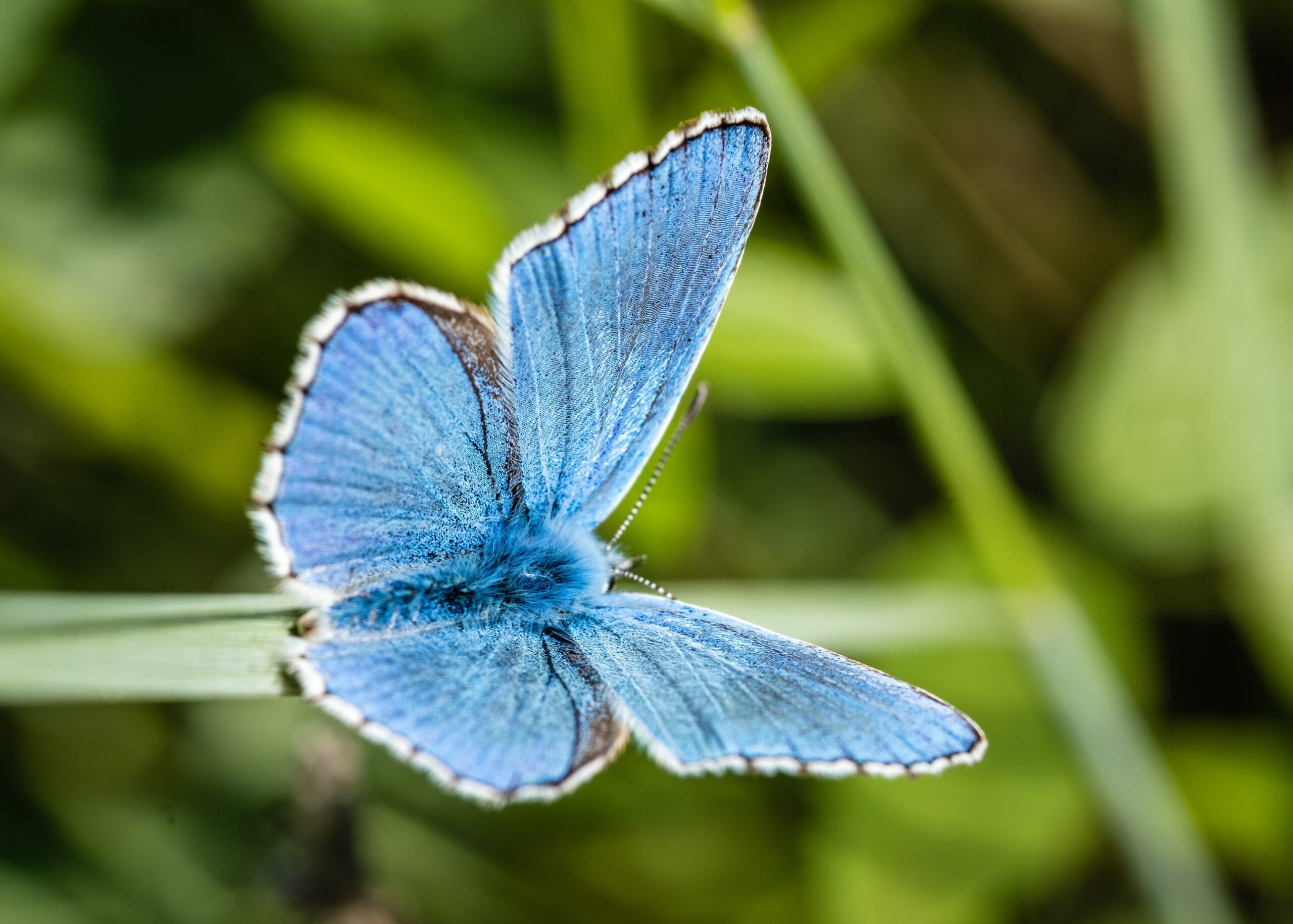 Lgmedia04-blue-butterfuly-8028888 La Fourmilière