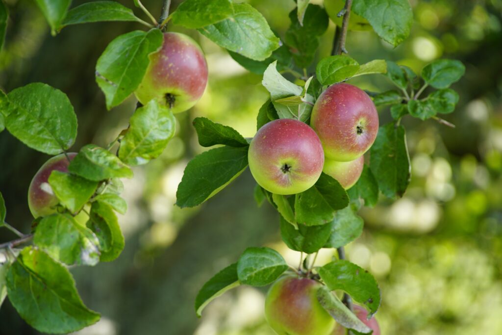 Ramène ta pomme