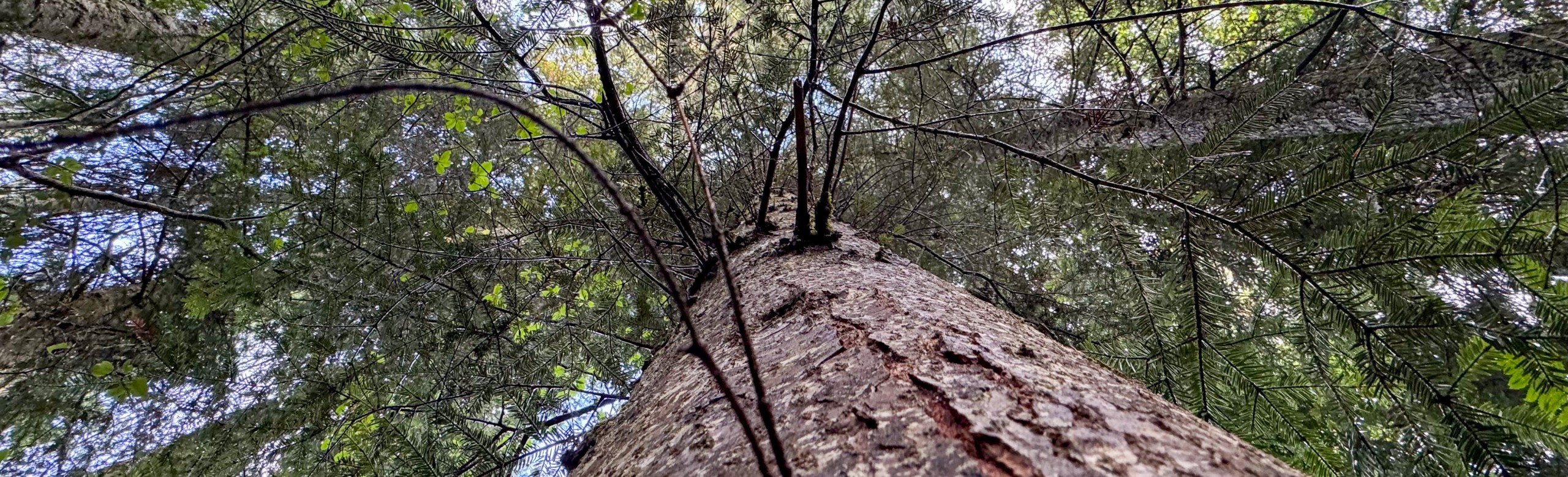 Foret-des-arses-4032x1227-2560x779-1.jpg La Fourmilière
