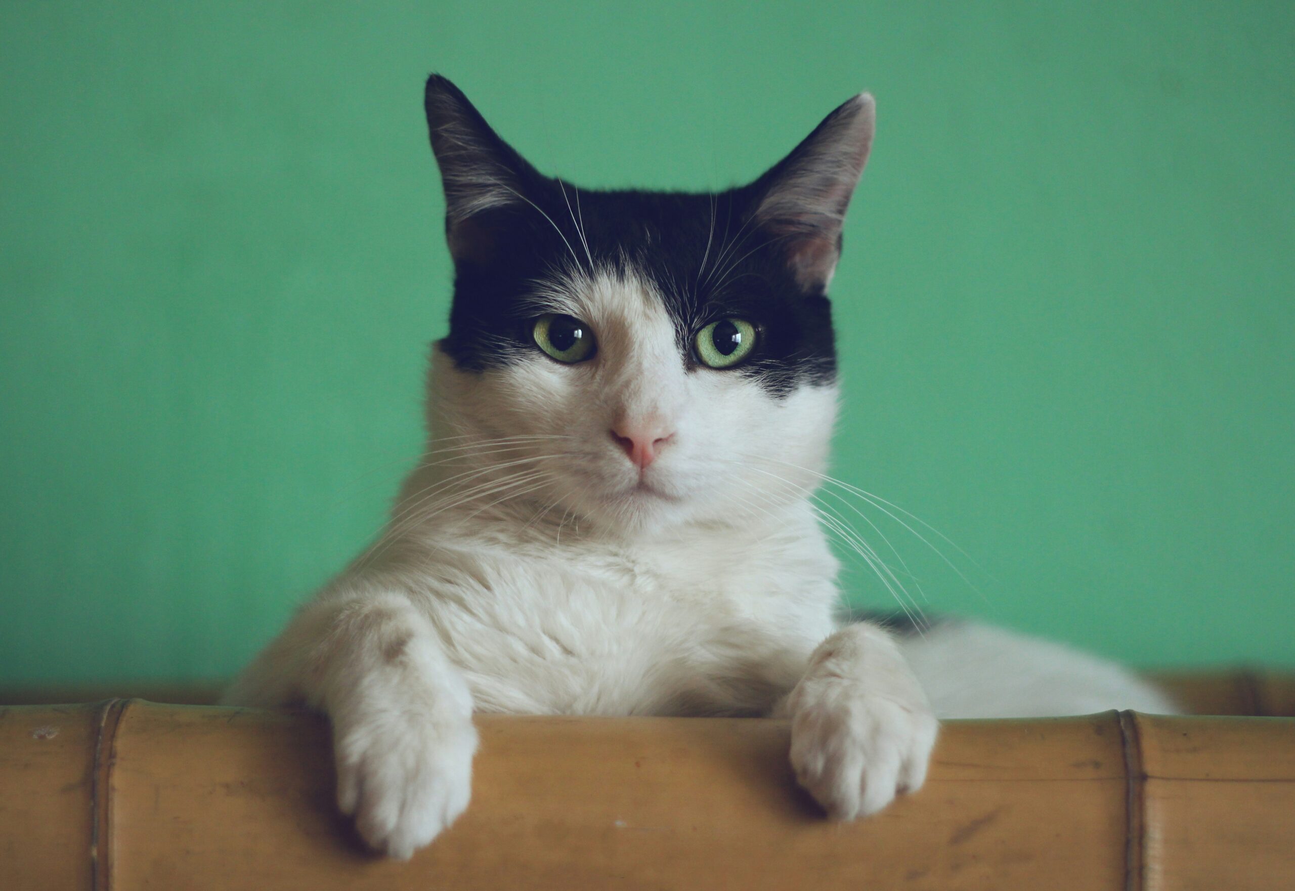 Manja-vitolic-gkxkby-c-dk-unsplash La Fourmilière
